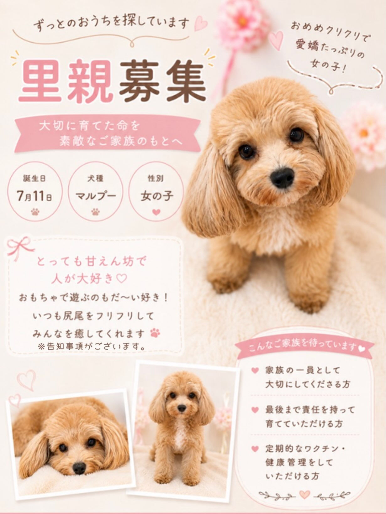 🌸ずっとのおうちを募集中です🌸