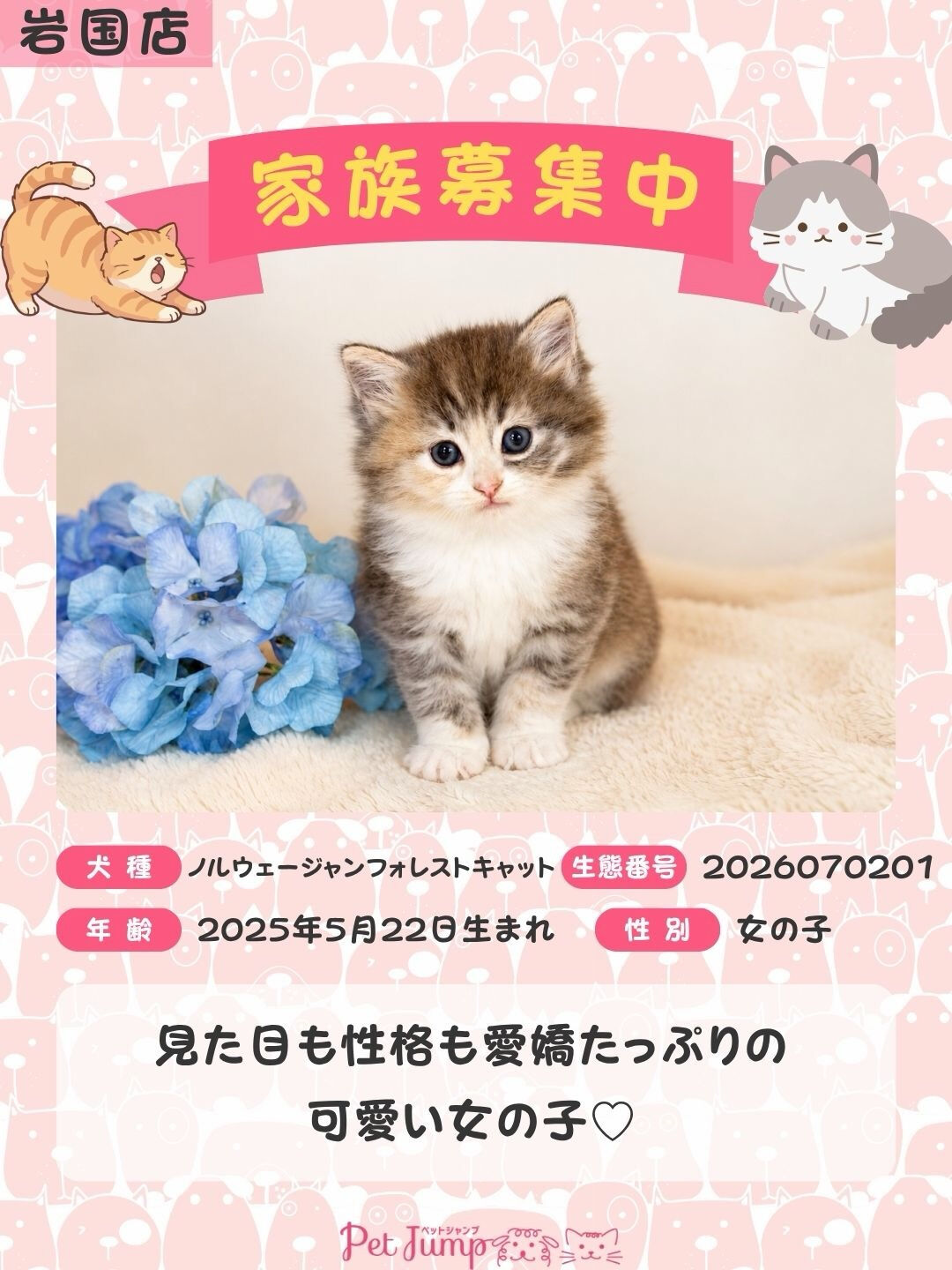 🐱💗 家族募集中 💗🐱