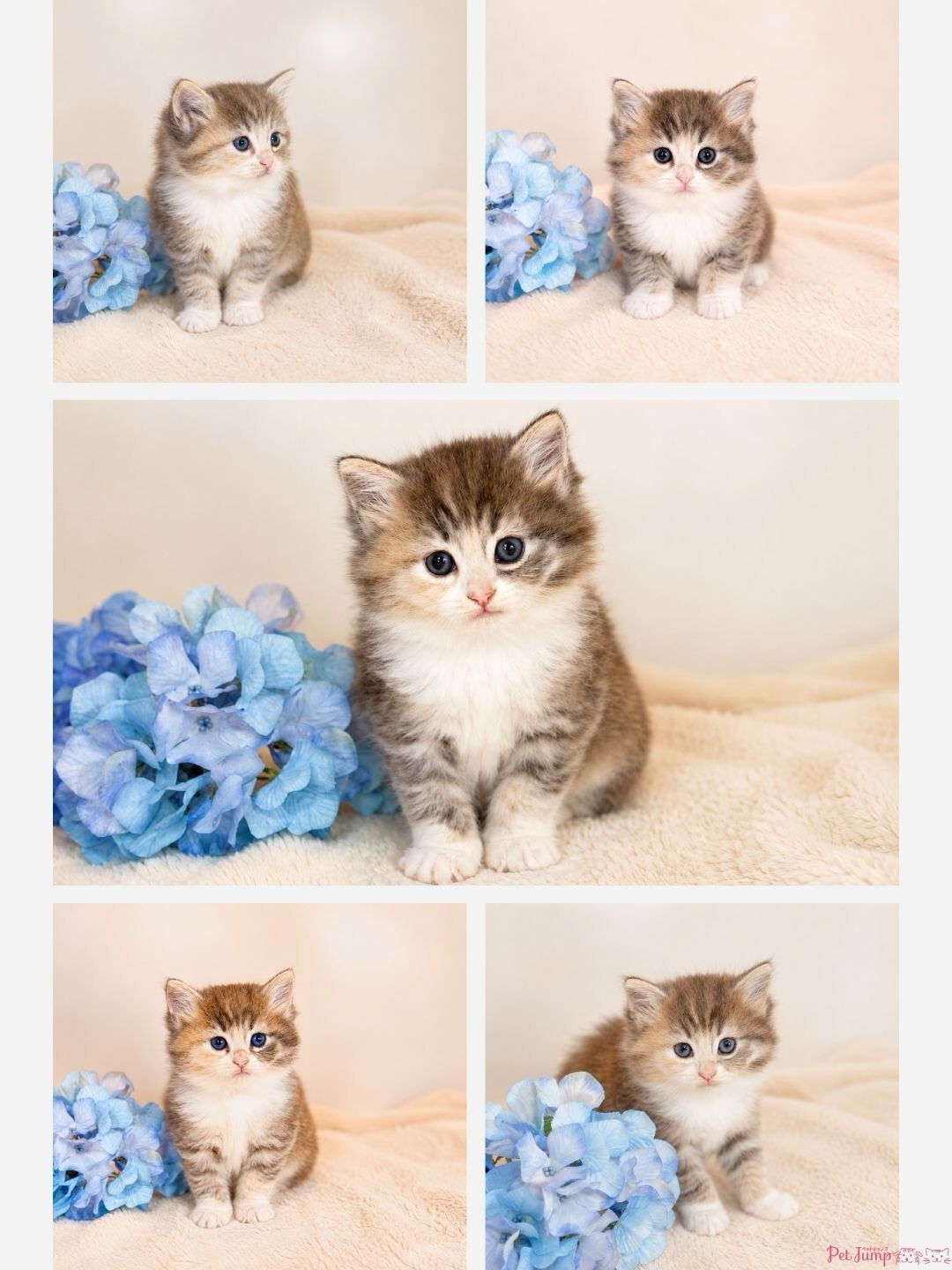 🐱💗 家族募集中 💗🐱