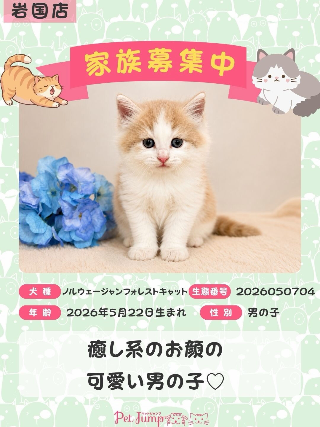 🐱💗 家族募集中 💗🐱