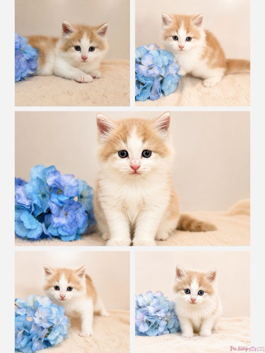 🐱💗 家族募集中 💗🐱