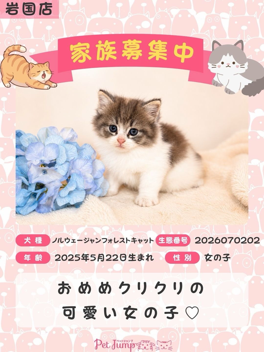 🐱💗 家族募集中 💗🐱