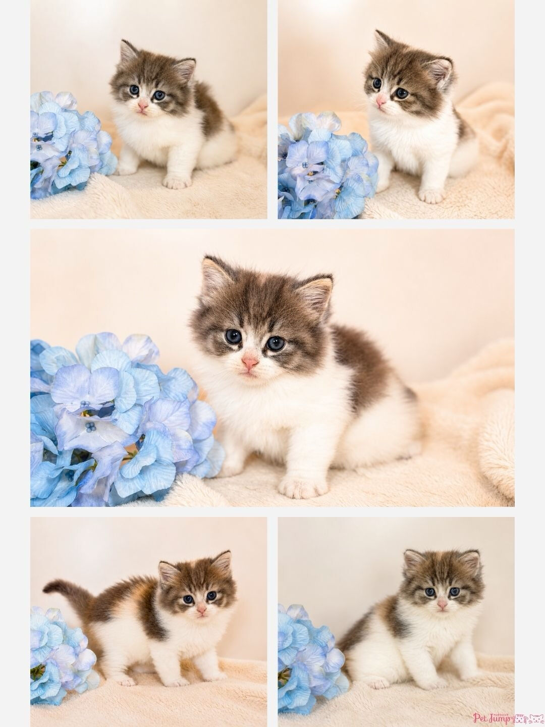 🐱💗 家族募集中 💗🐱