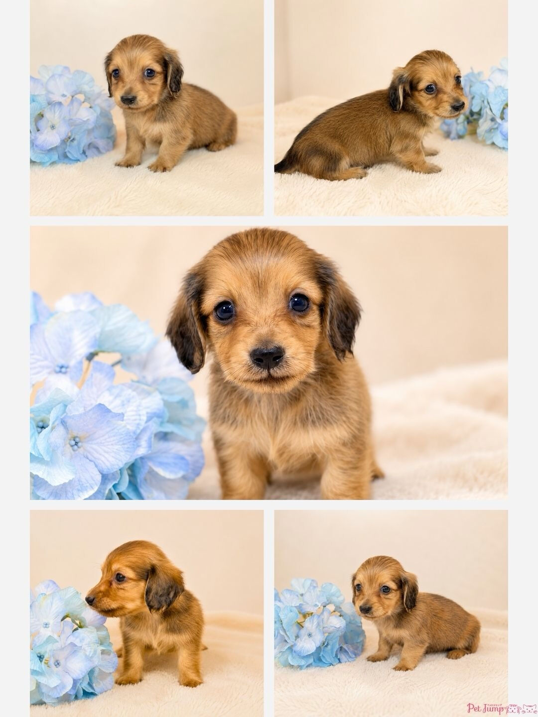 🐶💗 家族募集中 💗🐶