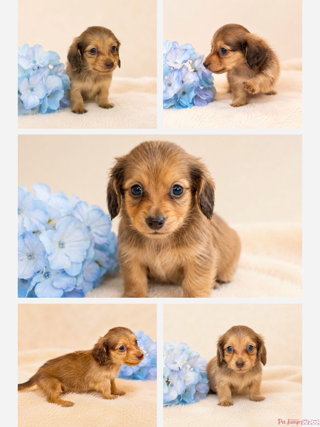 🐶💗 家族募集中 💗🐶