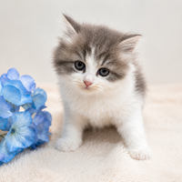 画像7782：New Face ノルウェージャンフォレストキャット