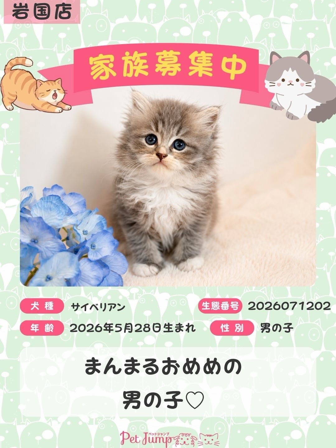 🐱💗 家族募集中 💗🐱
