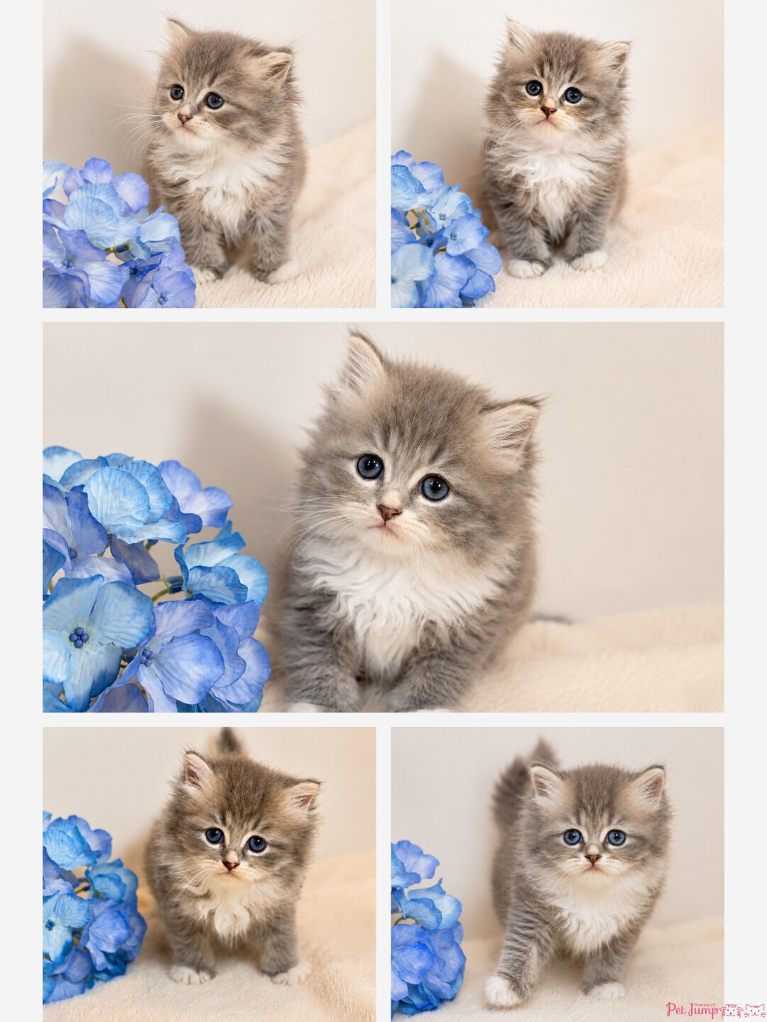 🐱💗 家族募集中 💗🐱
