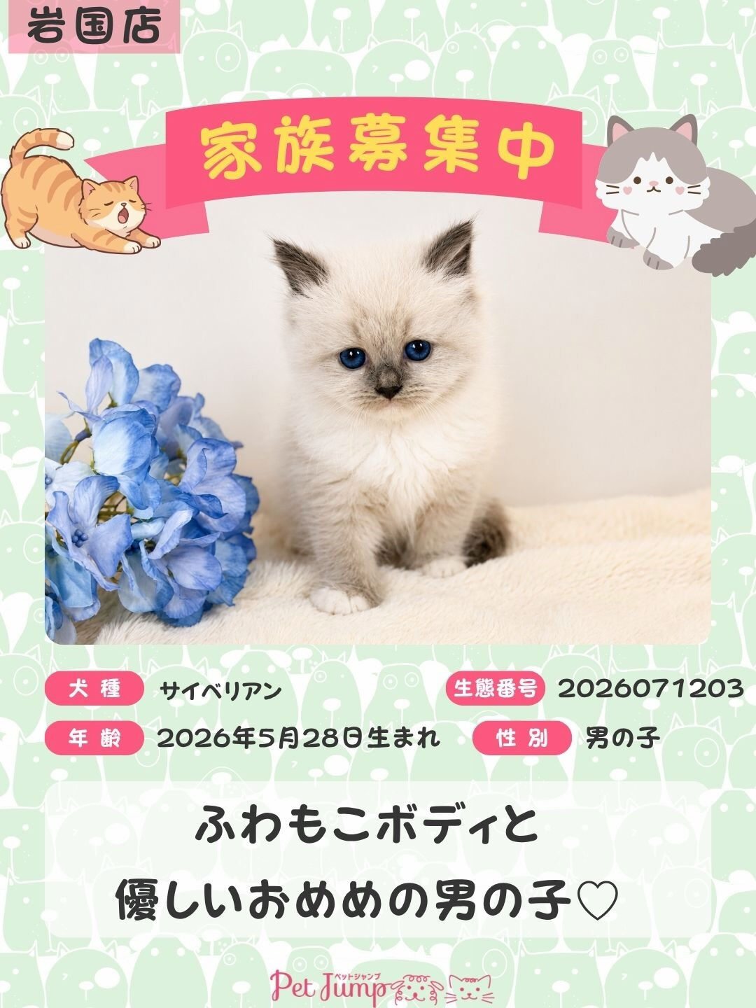 🐱💗 家族募集中 💗🐱