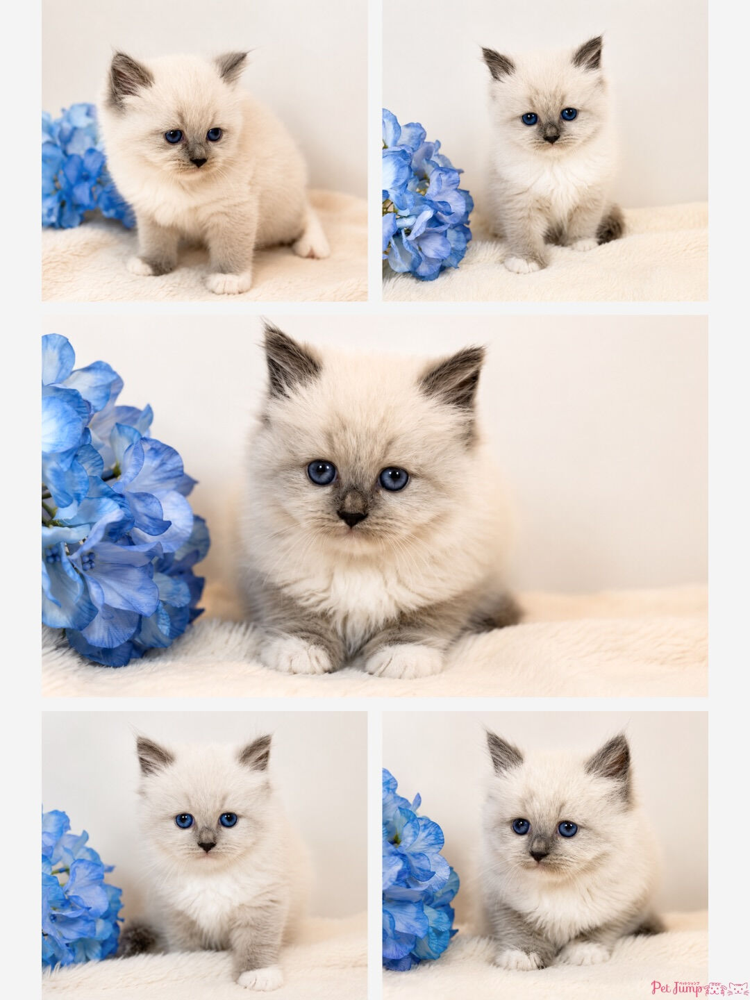 🐱💗 家族募集中 💗🐱