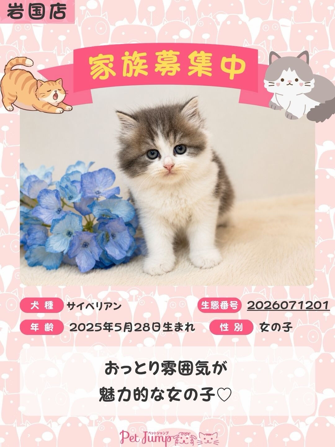 🐱💗 家族募集中 💗🐱