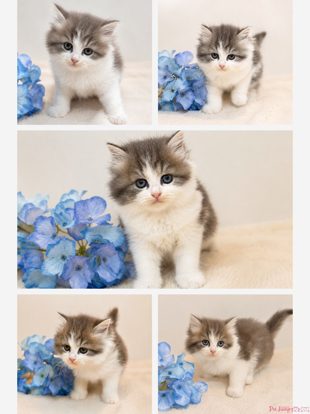 🐱💗 家族募集中 💗🐱