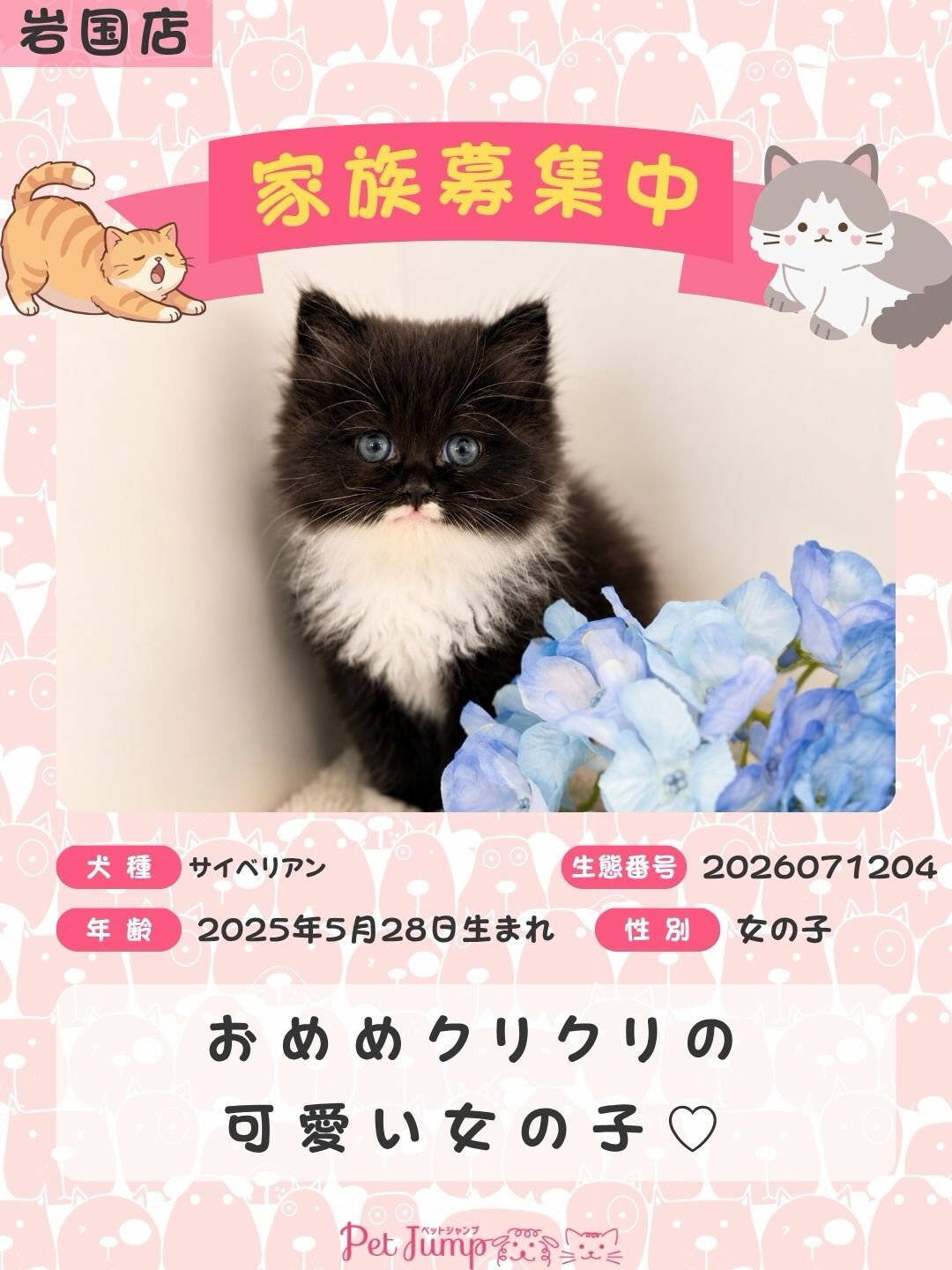 🐱💗 家族募集中 💗🐱