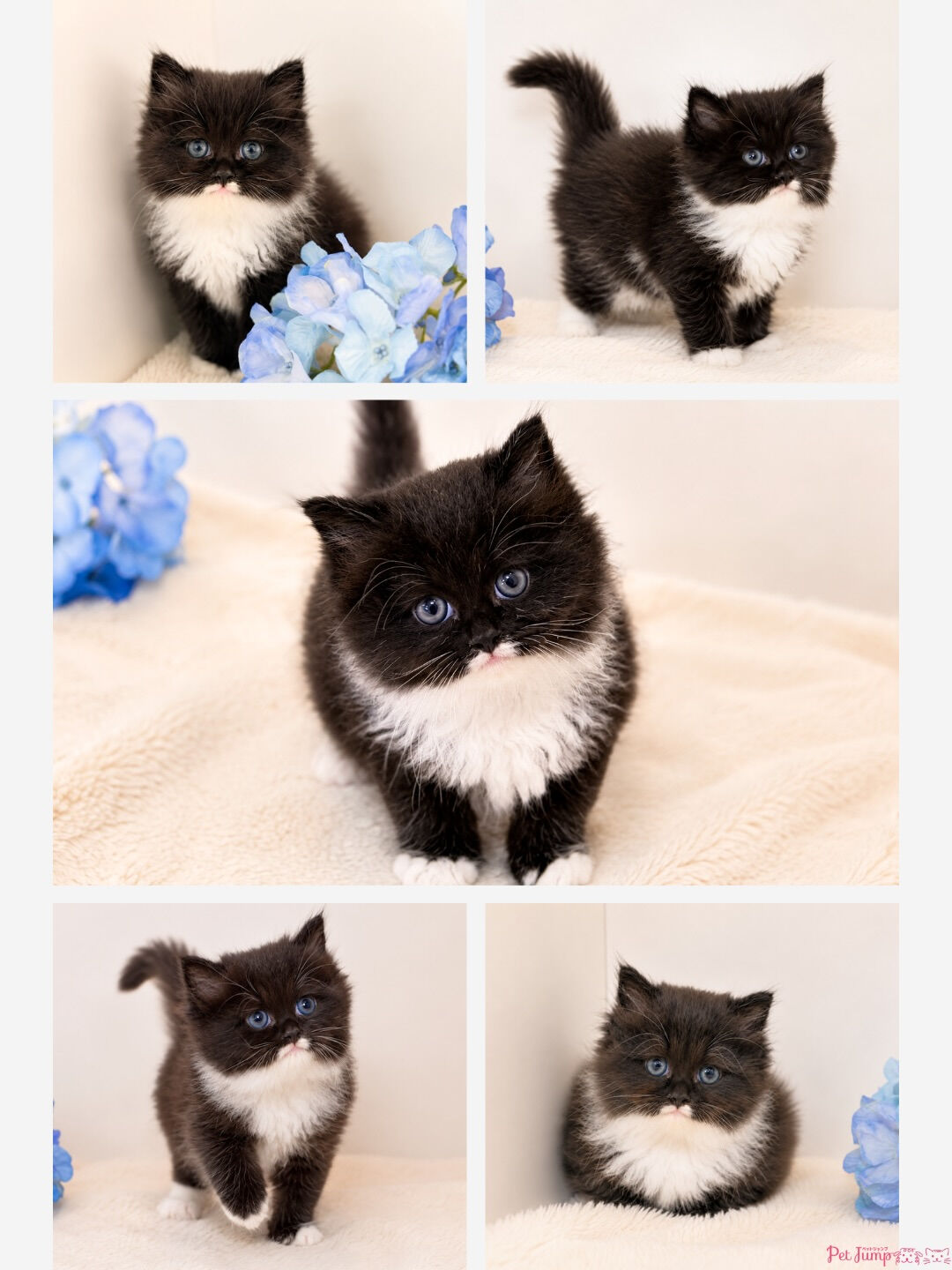 🐱💗 家族募集中 💗🐱