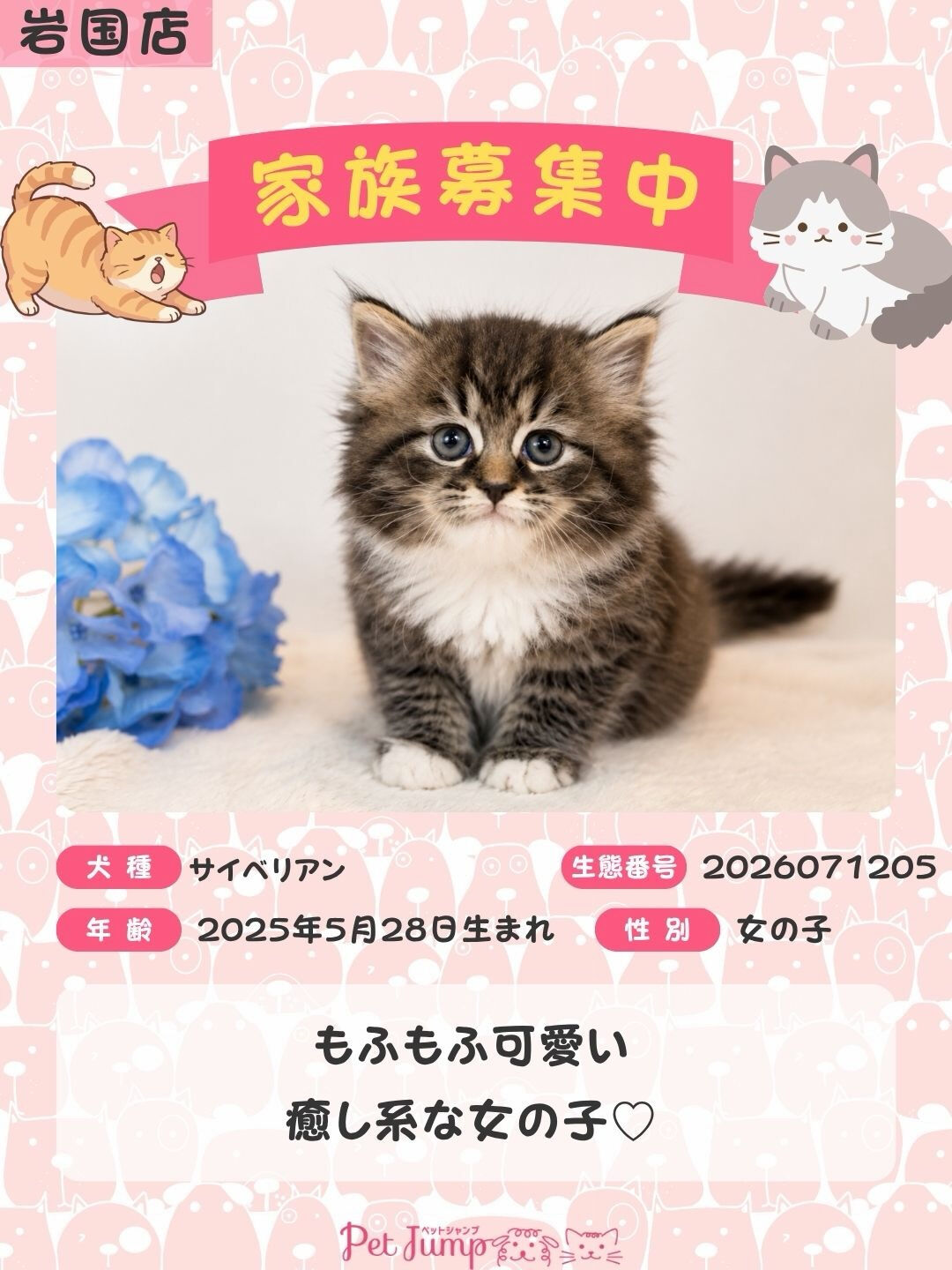🐱💗 家族募集中 💗🐱
