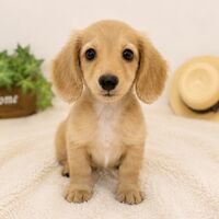 画像7947：New Face ポメラニアン