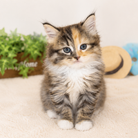 画像7965：New Face ノルウェージャンフォレストキャット