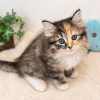 画像7966：New Face ノルウェージャンフォレストキャット