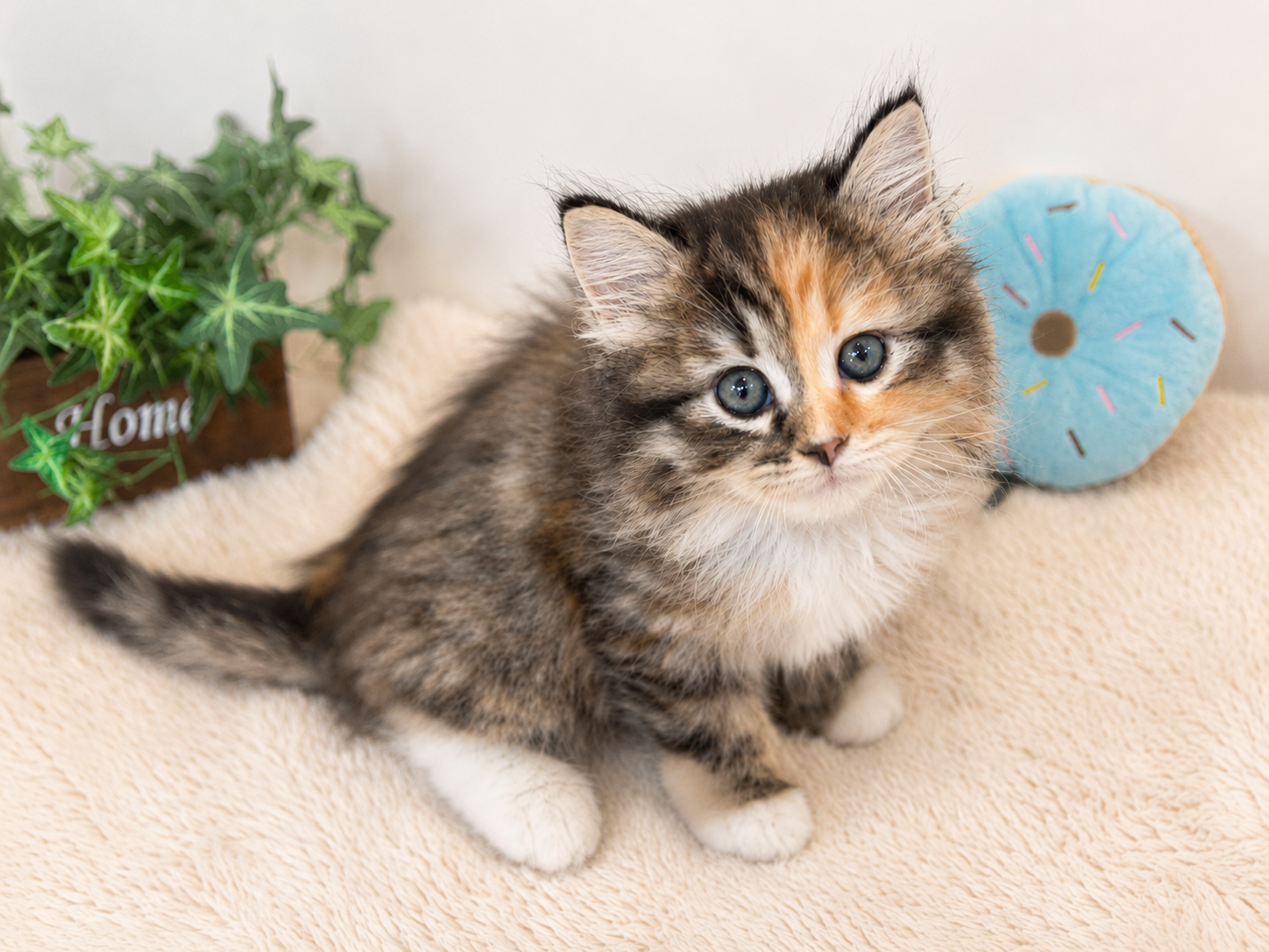 New Face ノルウェージャンフォレストキャット