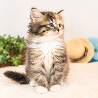 画像7967：New Face ノルウェージャンフォレストキャット