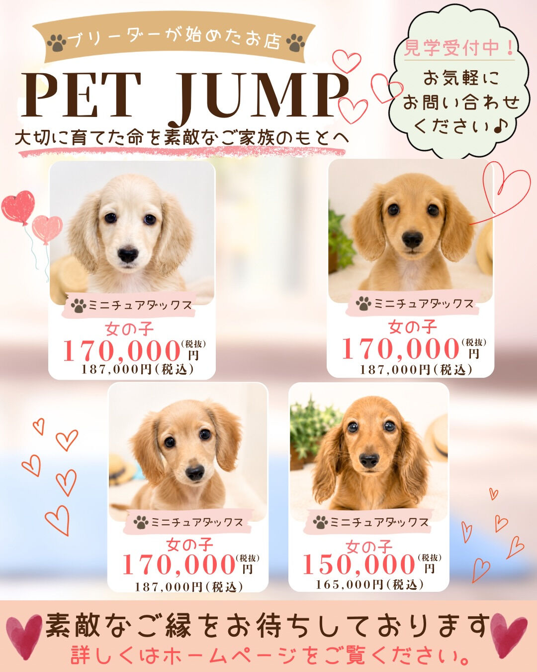 🐶✨ 新しいご家族募集中 ✨🐶
