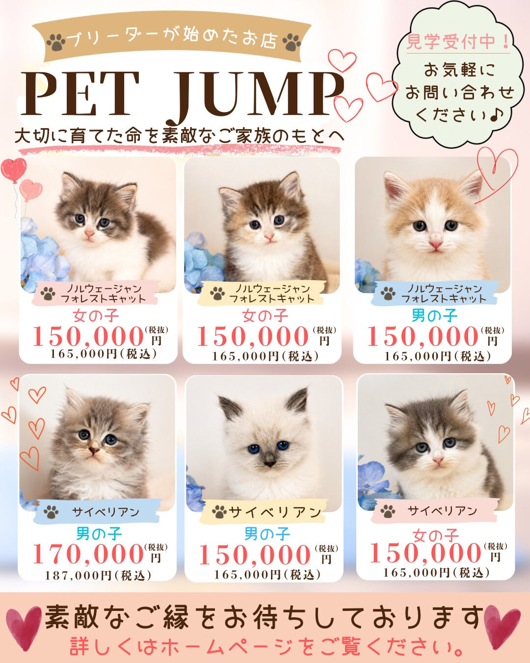 🐱💕 新しいご家族募集中 💕
