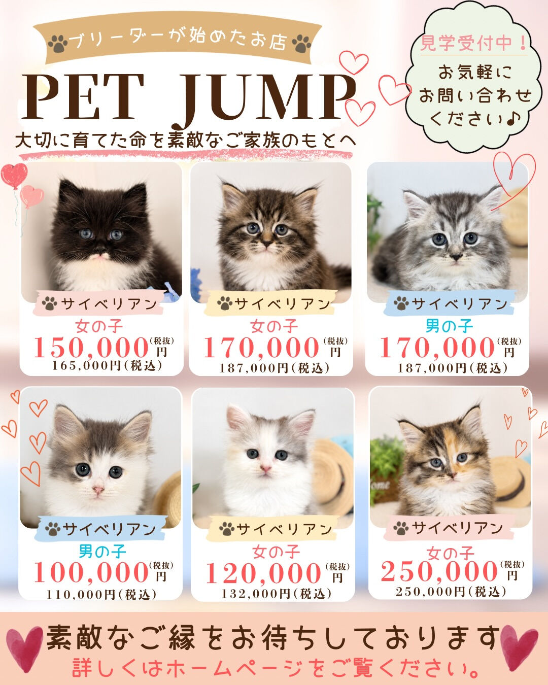 🐱💕 新しいご家族募集中 💕