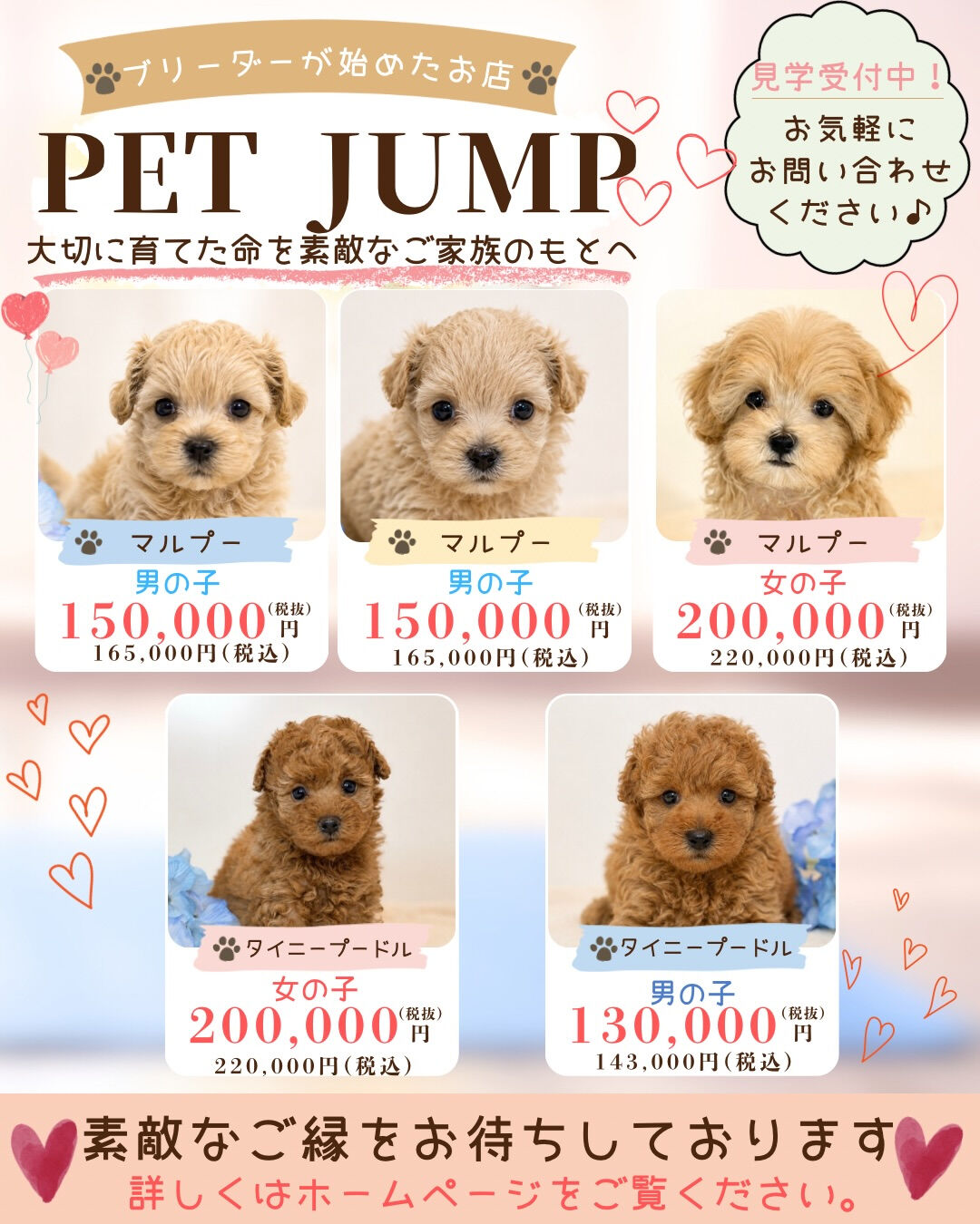 🐶✨ 新しいご家族募集中 ✨🐶