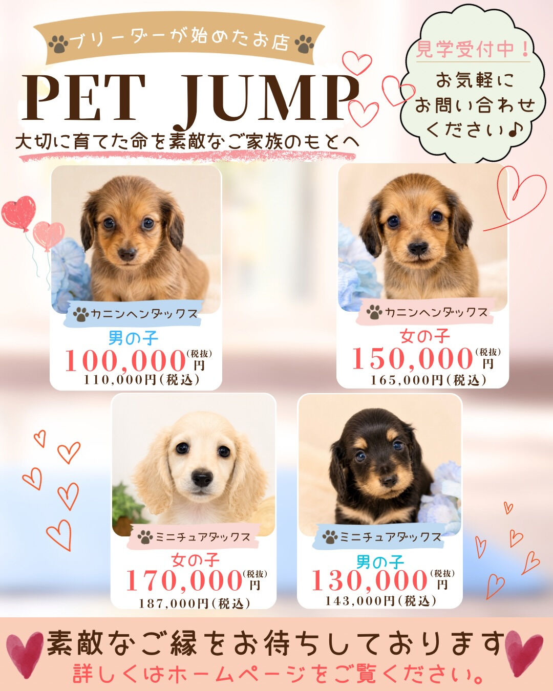 🐶✨ 新しいご家族募集中 ✨🐶