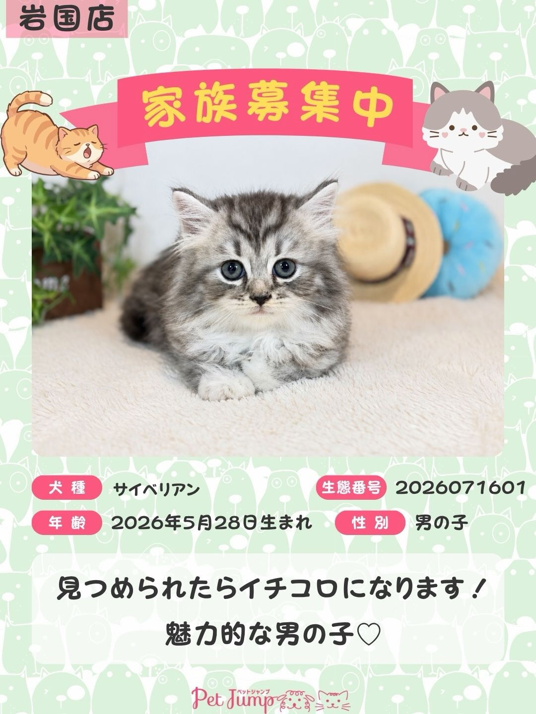 🐱💗 家族募集中 💗🐱