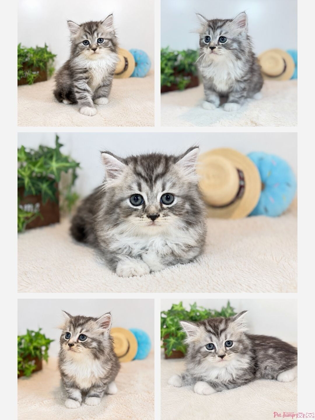 🐱💗 家族募集中 💗🐱