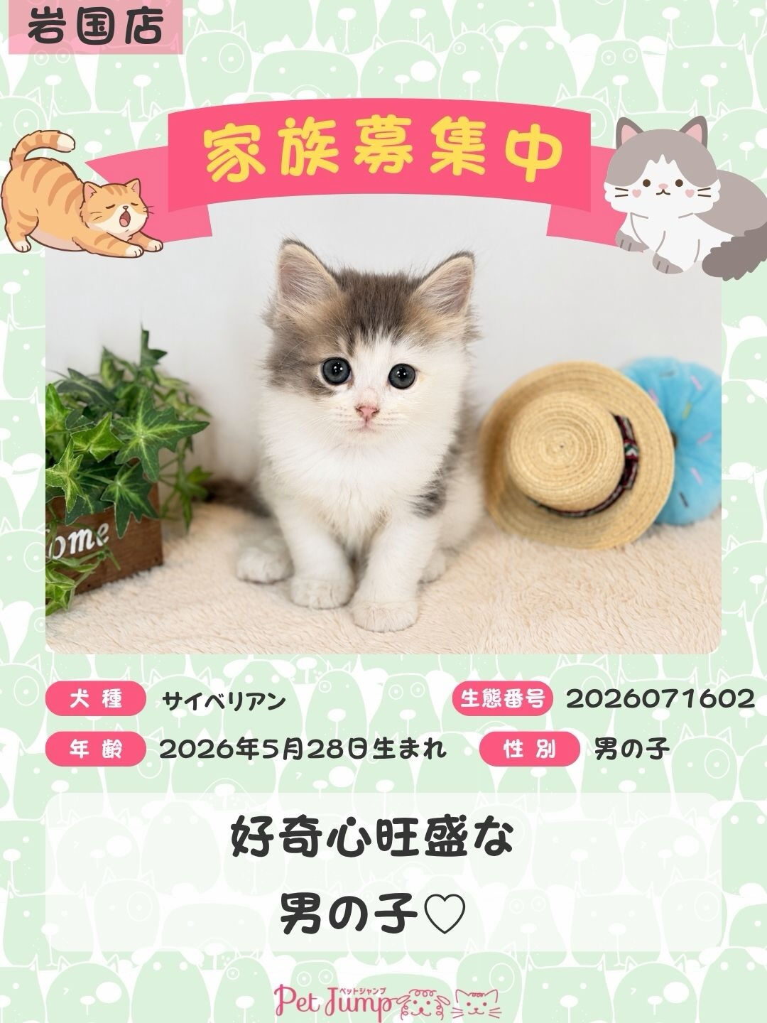 🐱💗 家族募集中 💗🐱