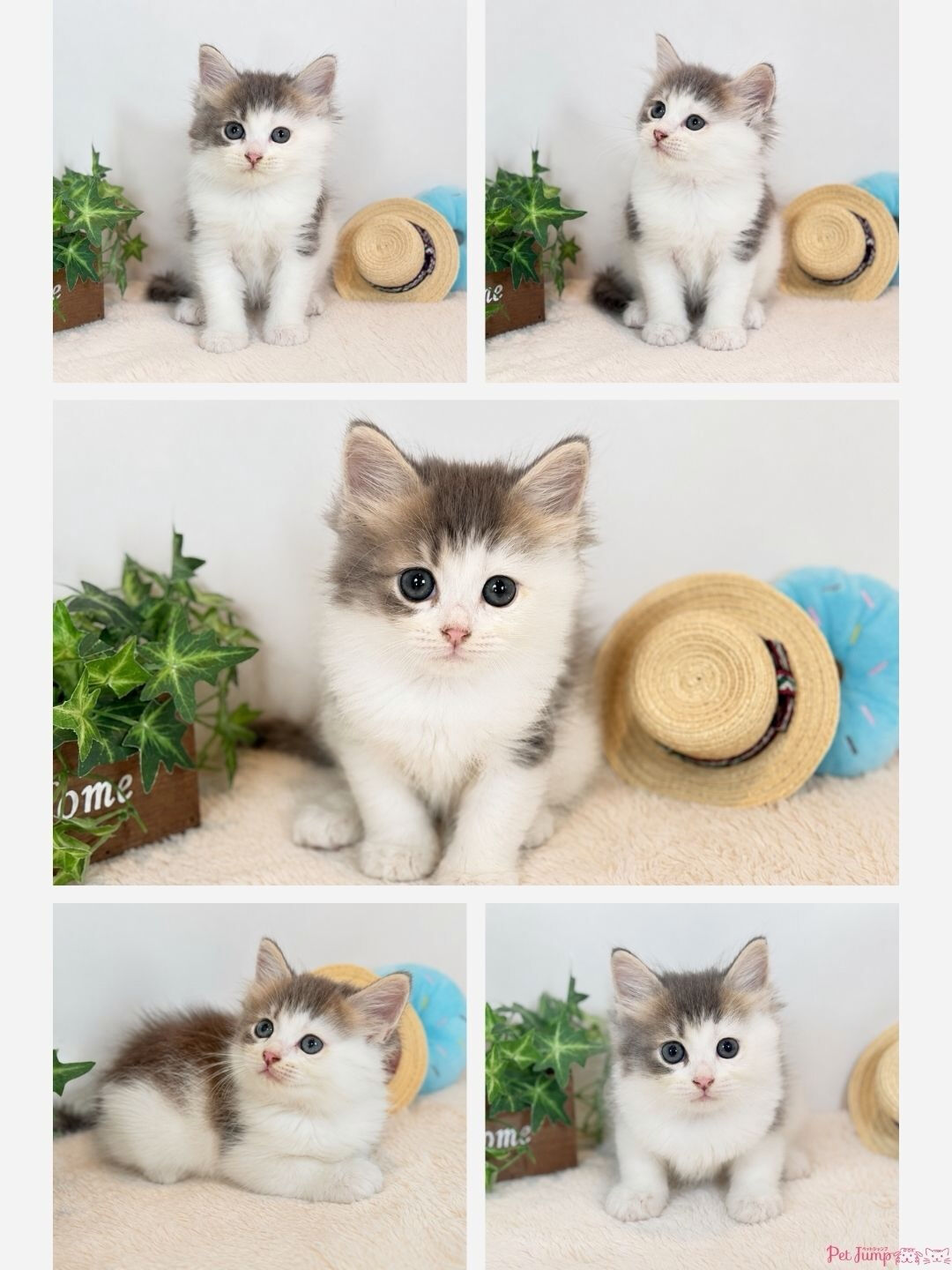 🐱💗 家族募集中 💗🐱