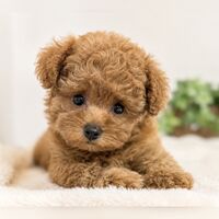 画像8059：New Face ポメラニアン