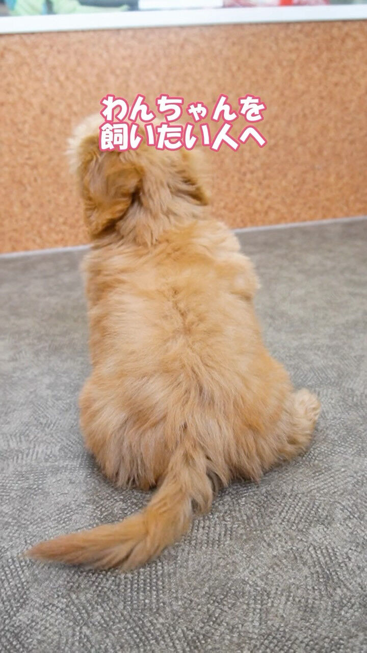 「ワンちゃん同士、実はこんな会話をしているかも…？🐶💕」