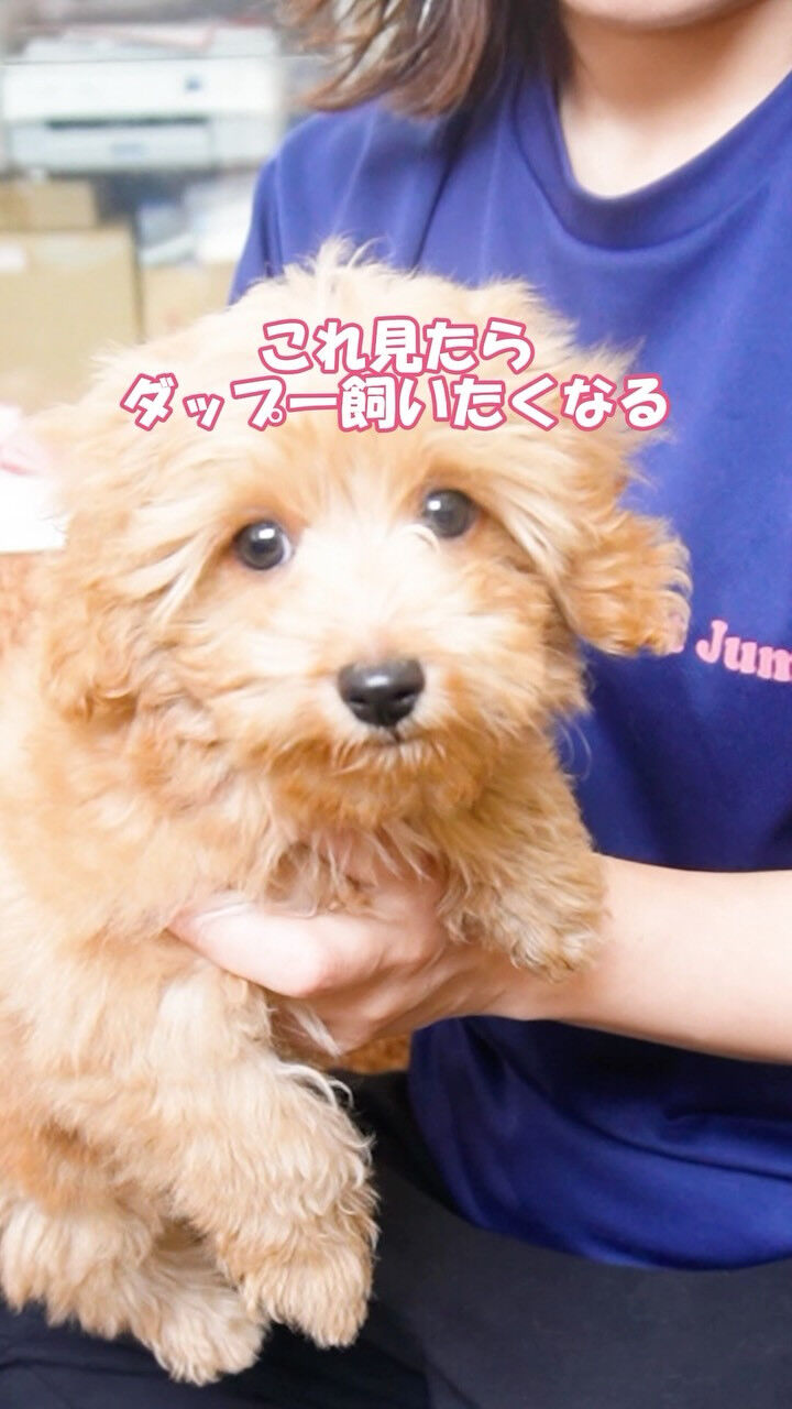 ダップー沼にハマる9の理由🐾