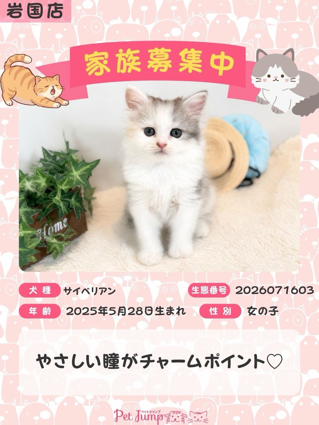 🐱💗 家族募集中 💗🐱