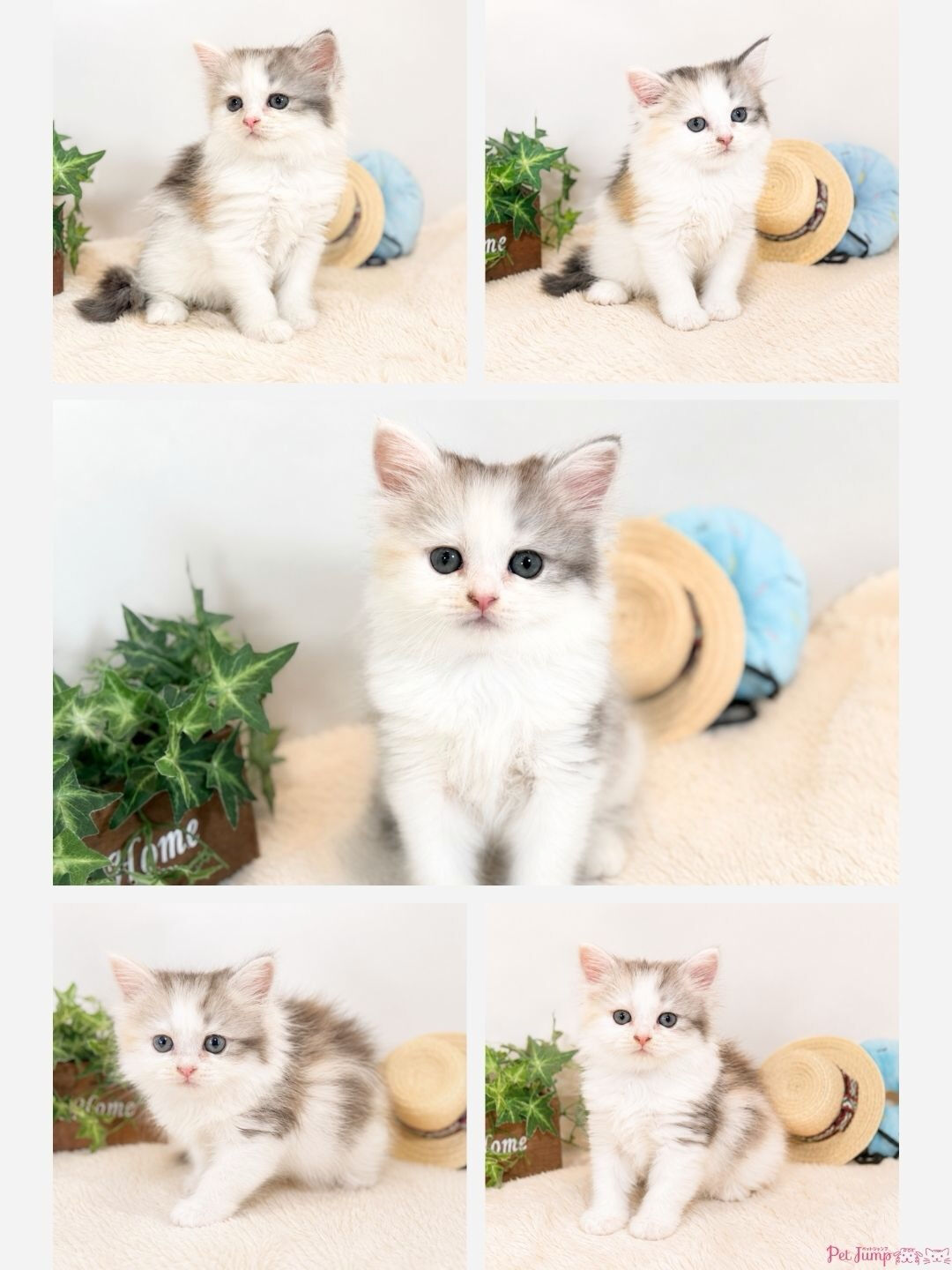 🐱💗 家族募集中 💗🐱