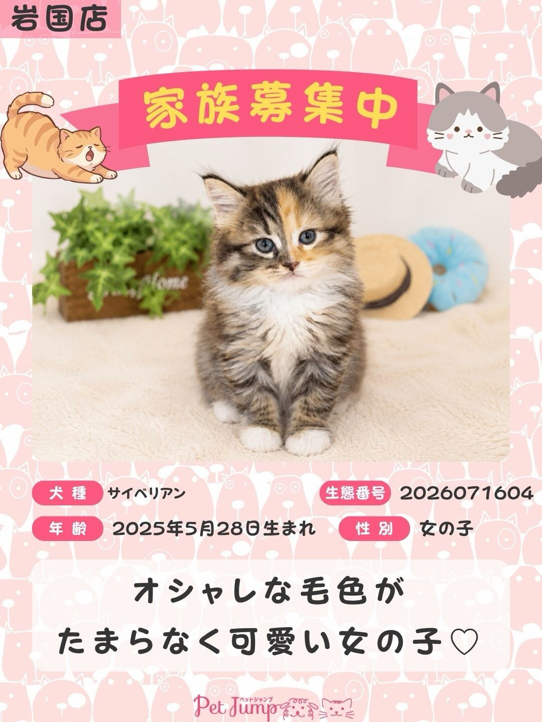 🐱💗 家族募集中 💗🐱