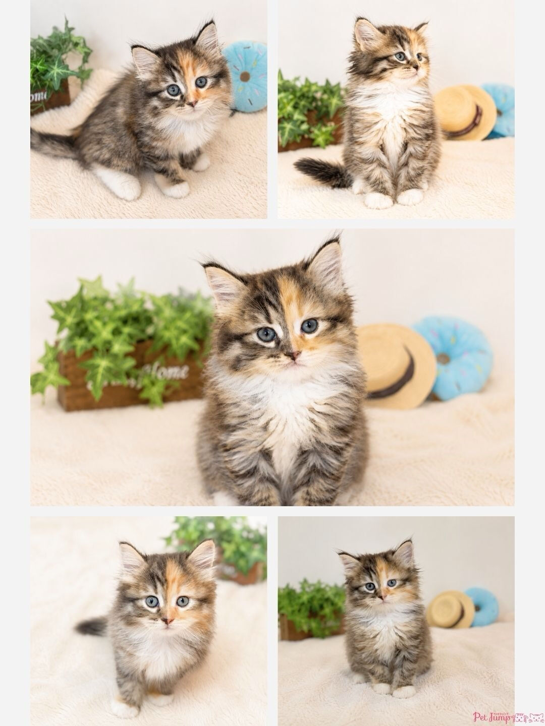 🐱💗 家族募集中 💗🐱