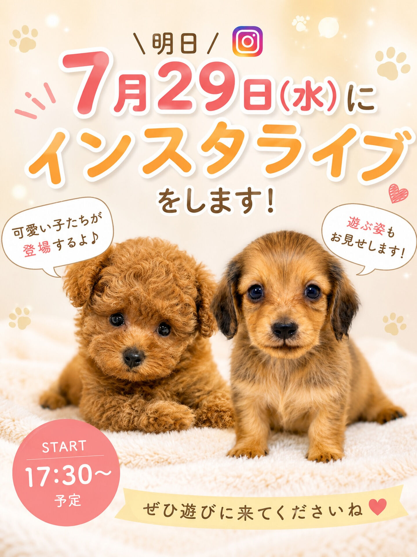 🐶📢 明日はインスタライブ開催！ 📢🐶