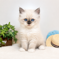 画像8315：New Face ノルウェージャンフォレストキャット