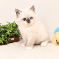 画像8316：New Face ノルウェージャンフォレストキャット