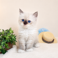 画像8317：New Face ノルウェージャンフォレストキャット