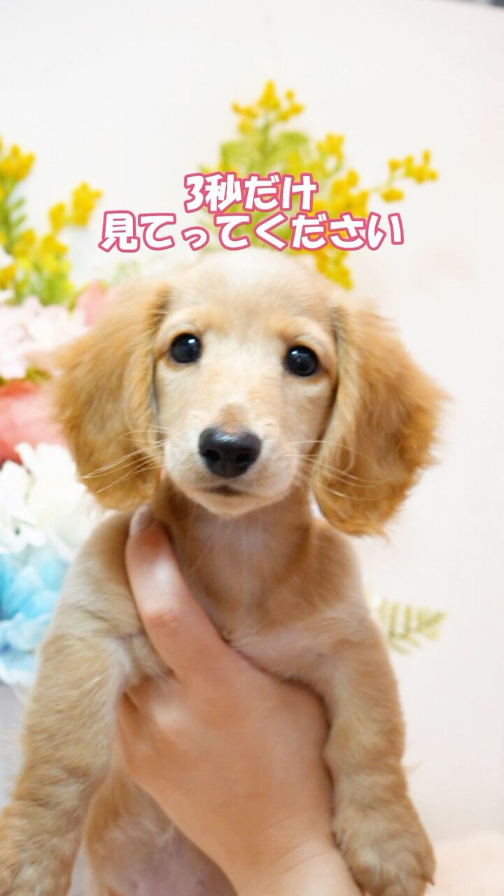 3秒だけ見ていってください！反則級に可愛いダックスちゃん🥺