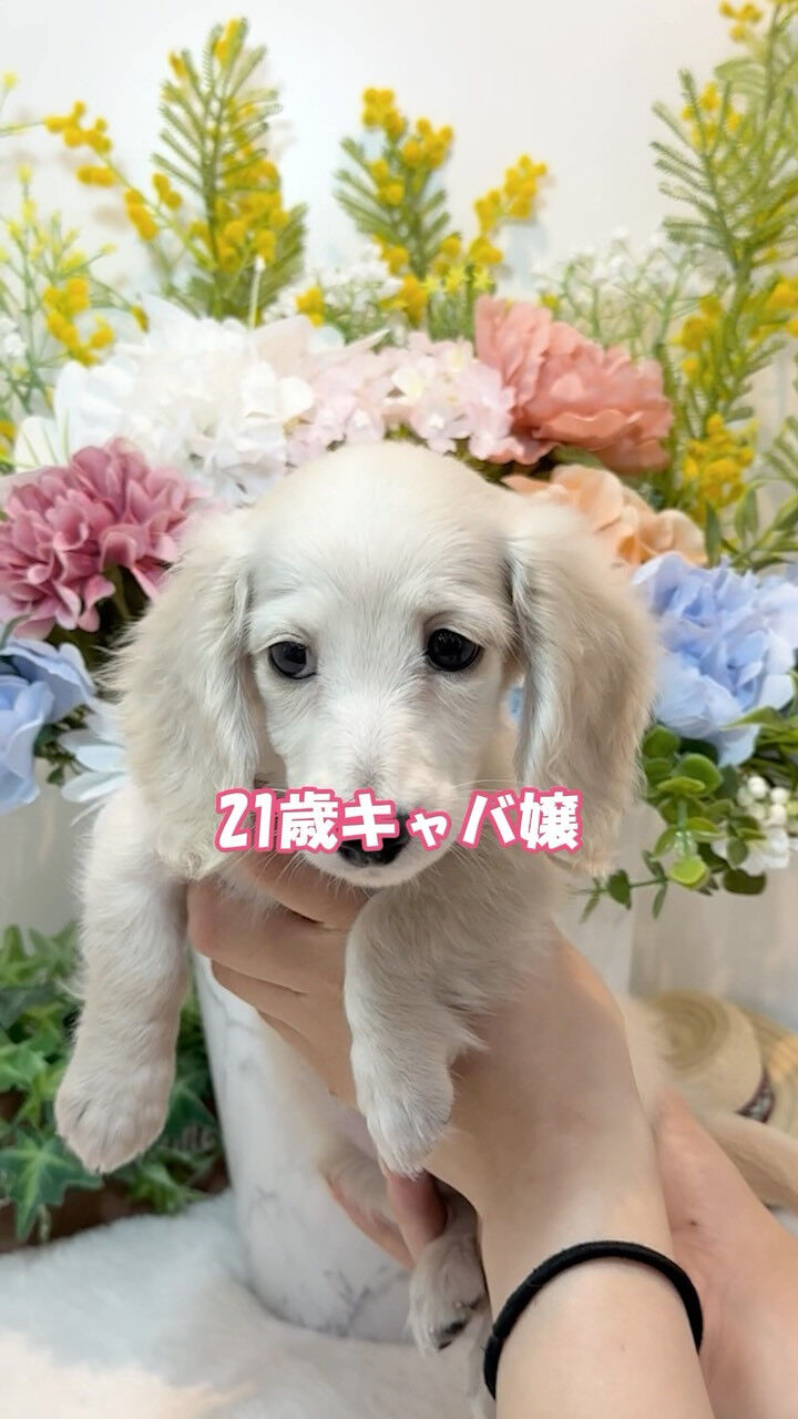 21歳キャバ嬢…じゃなくて0歳3ヶ月のダックスです🐶笑