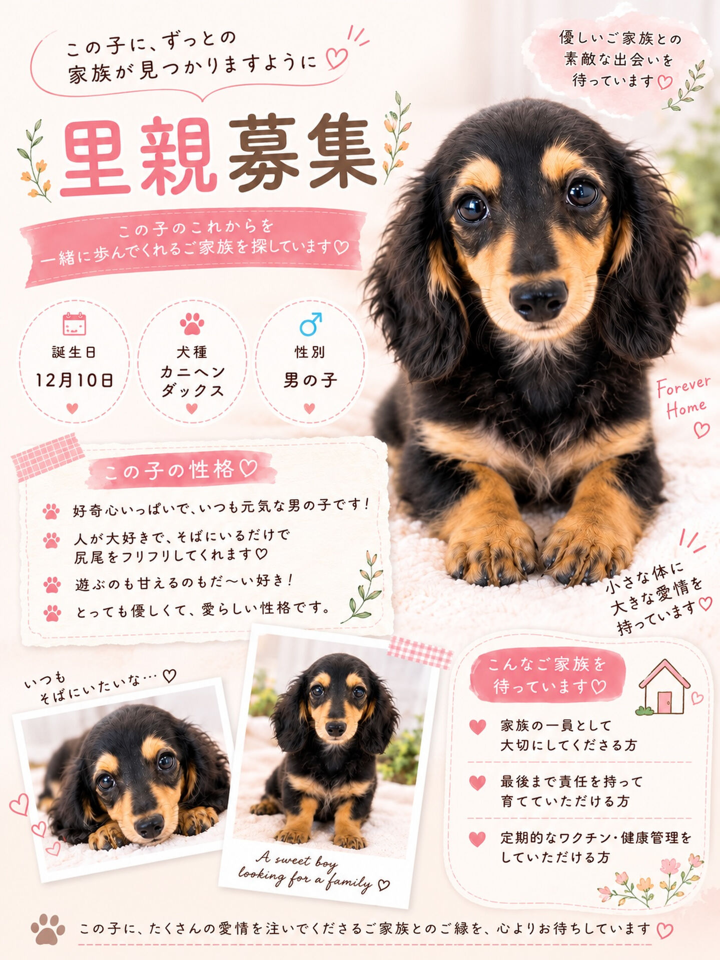 🐾 ずっとのおうちを探しています 🏡💕