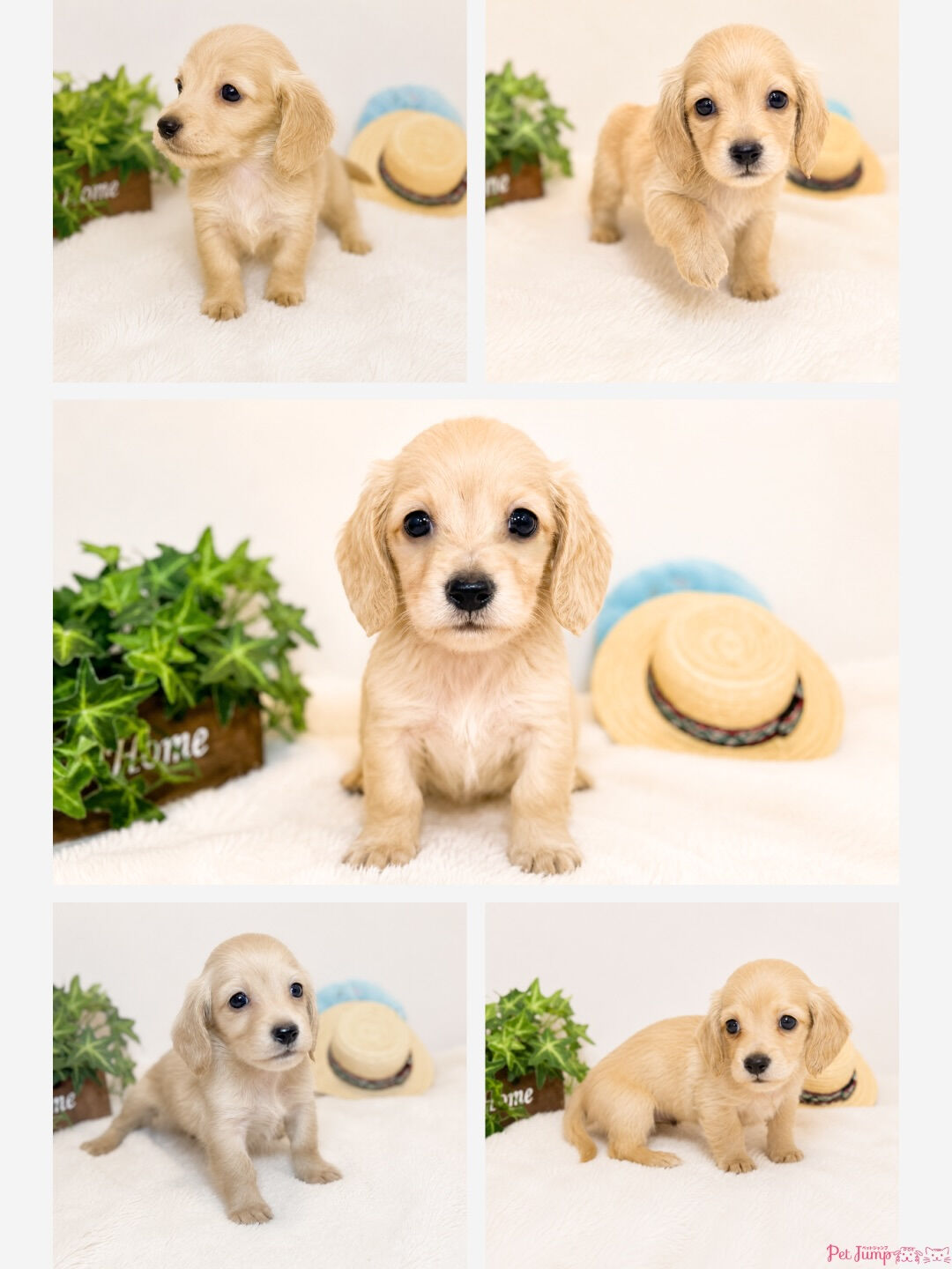 🐶💗 家族募集中 💗🐶