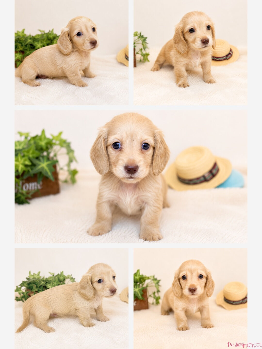 🐶💗 家族募集中 💗🐶