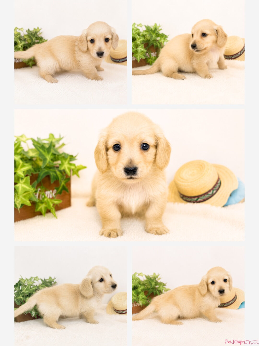 🐶💗 家族募集中 💗🐶